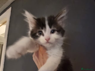 Mixed Breed cats - Advert 2