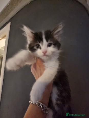 Mixed Breed cats - Advert 4