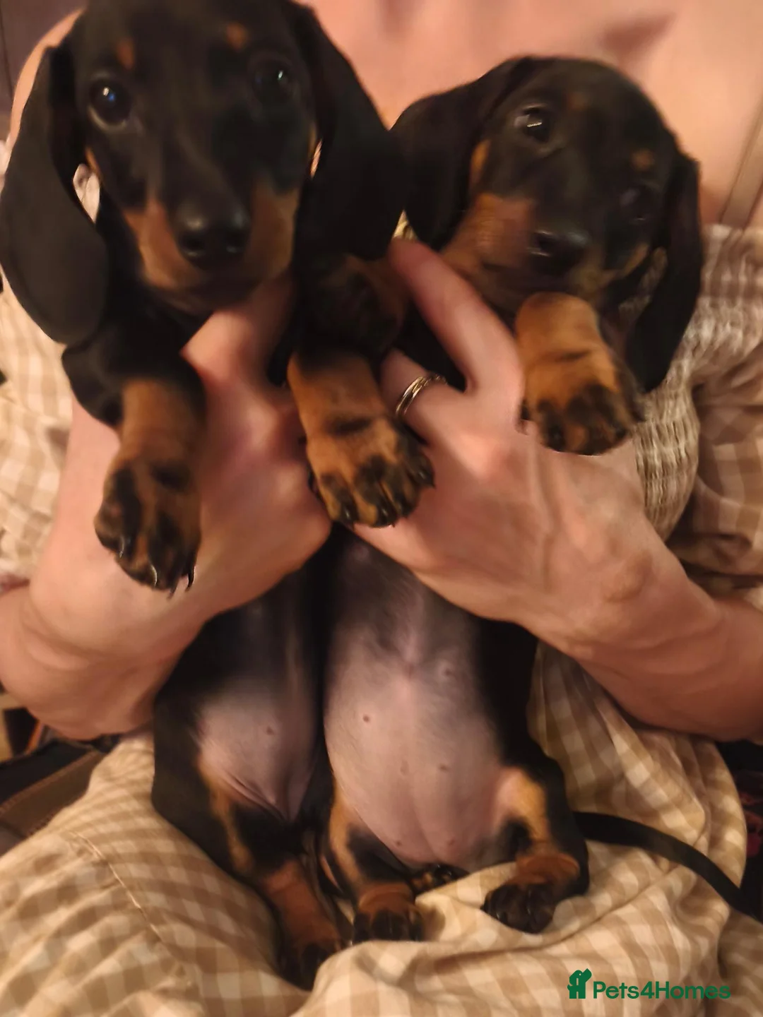 Dachshund dogs for sale: Two amazing mini dachshund two girls for sale - Advert 2