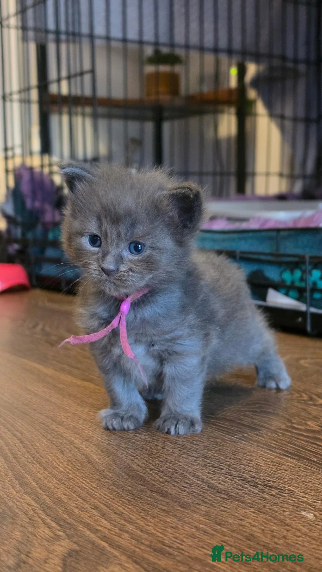 Maine Coon cats for sale: Stunning Maine Coons - Advert 2