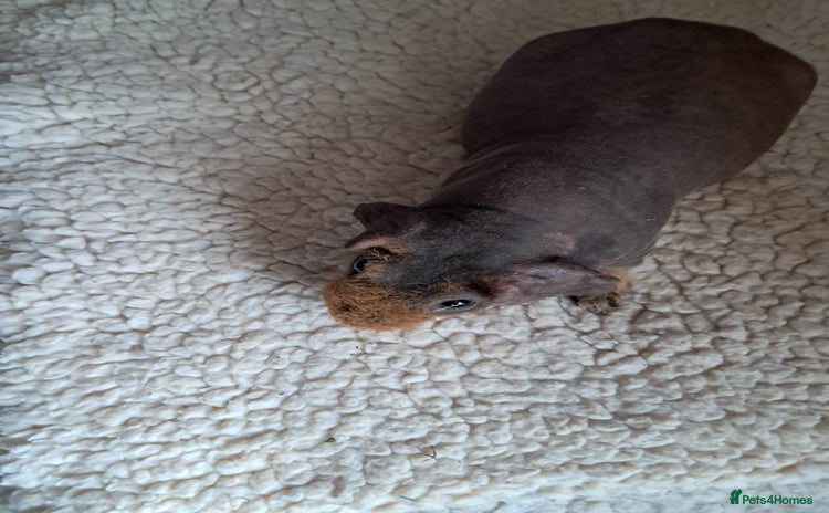 Guinea Pig rodents - Advert 3