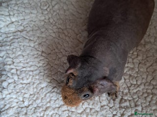 Guinea Pig rodents BEAUTIFUL SKINNY BOAR - Advert 11