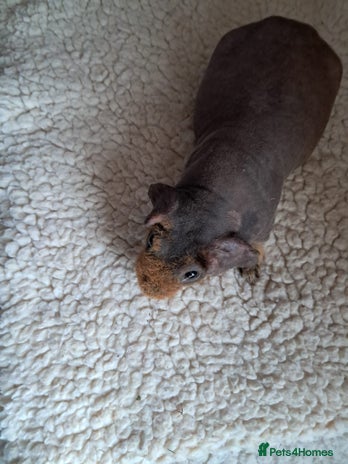 Guinea Pig rodents - Advert 3