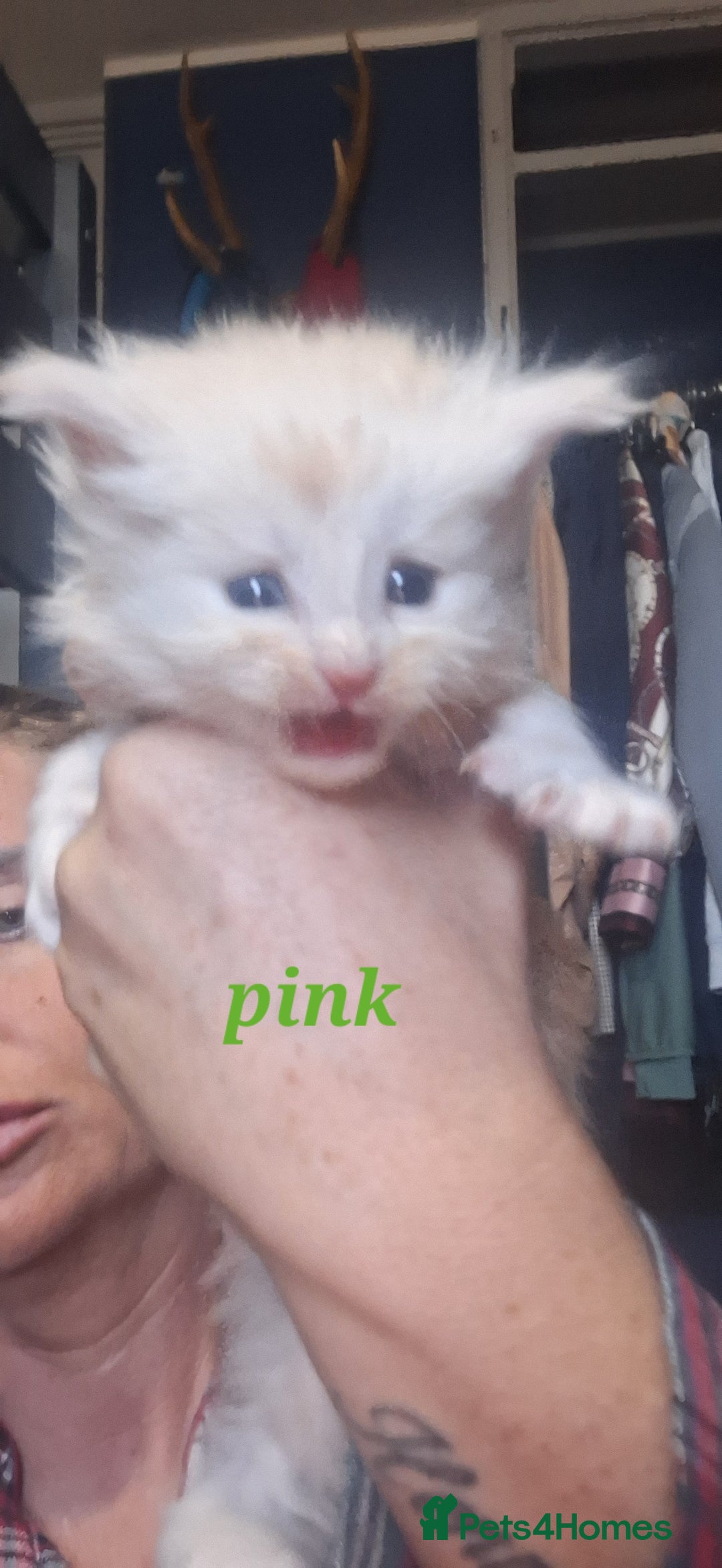 Maine Coon cats for sale: Full main coon kittens for sale - Advert 11