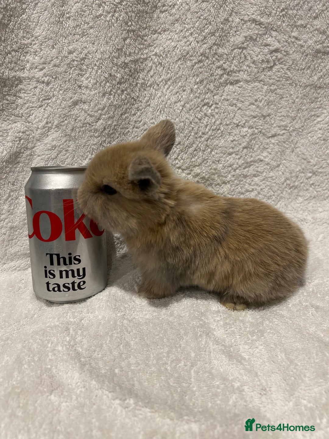 Mini Lop rabbits for sale: Pure Bred Mini Lop Baby Rabbits - Advert 14