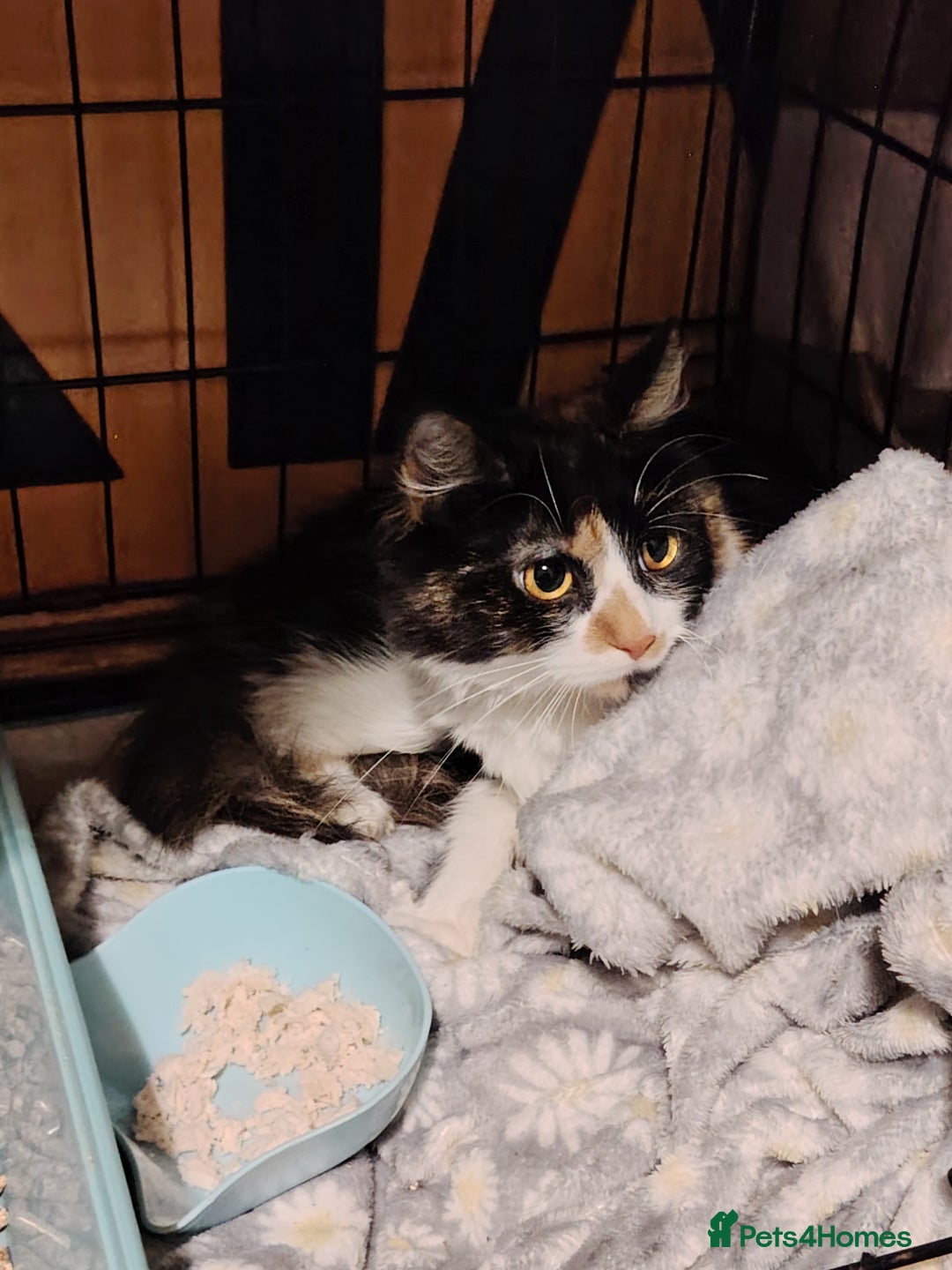 British Longhair cats for sale: Adult female cat  - Advert 5