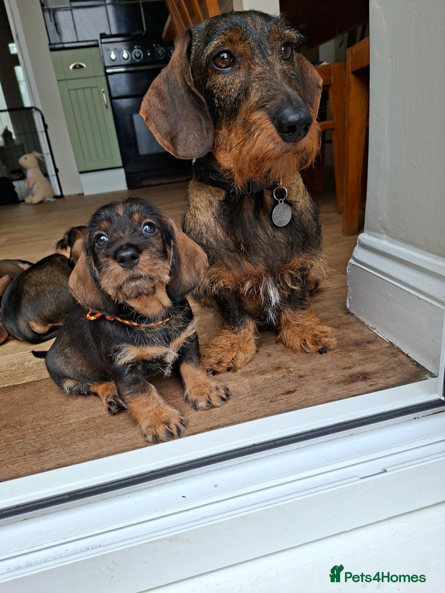 Dachshund dogs Standard wire haired dachshund puppies. - Advert 13