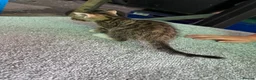 Mixed Breed cats for sale: Benghal cross - Advert 5