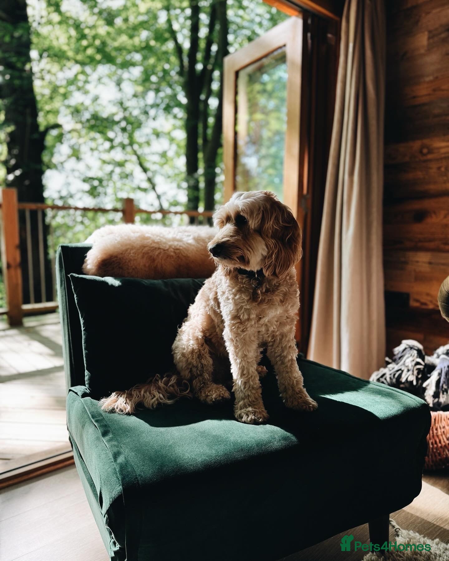 Cockapoo dogs DEXTER is looking for his perfect next chapter - Advert 2