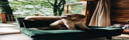 Cockapoo dogs for sale: DEXTER is looking for his perfect next chapter - Advert 2