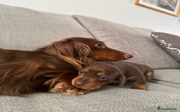 Dachshund dogs for sale: Gorgeous happy puppies  - Image 1