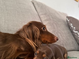 Dachshund dogs for sale - Advert 1