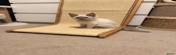 Ragamese cats for sale: Beautiful Ragamese kittens - Advert 19