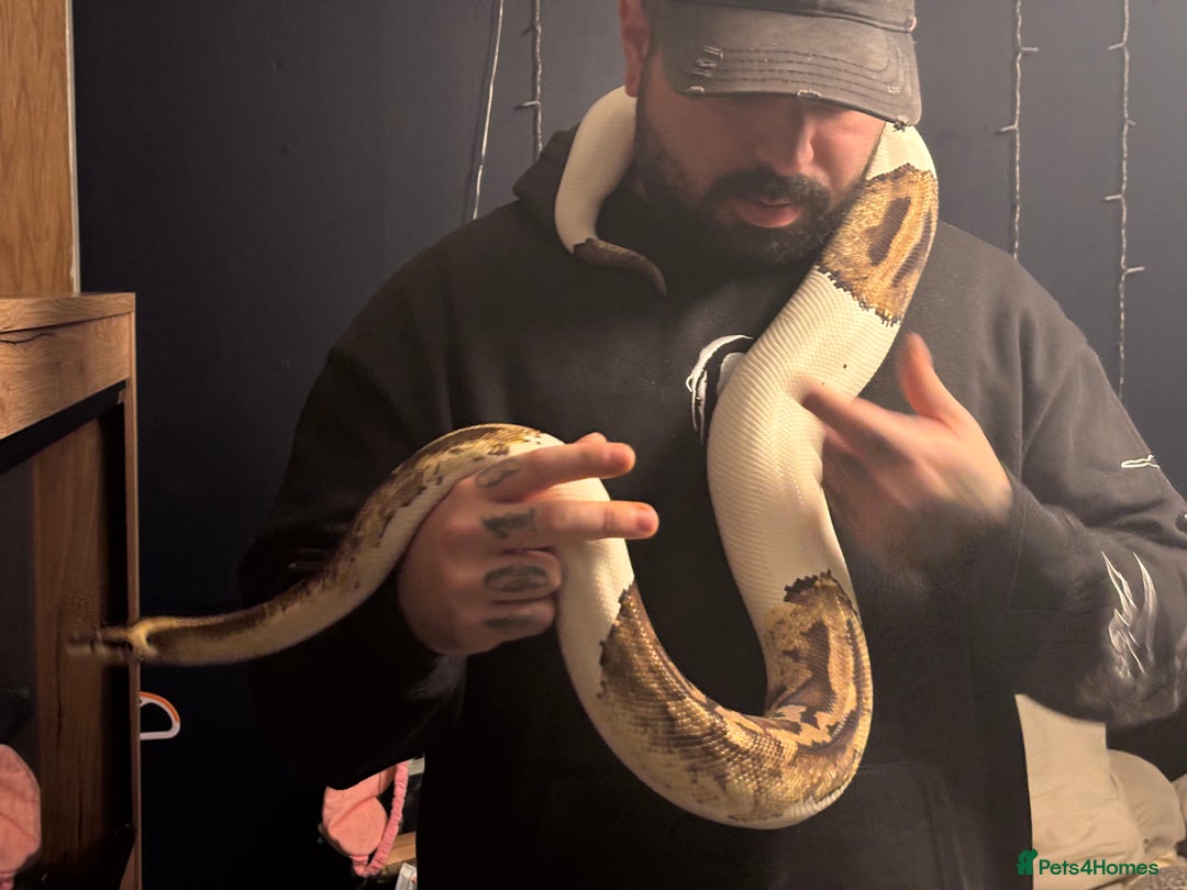 Python Snake reptiles for sale: Pied Royal Python (female)  - Advert 3