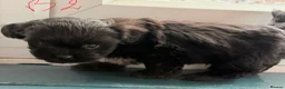 Mixed Breed dogs for sale: havanese and shitzu puppies - Advert 7