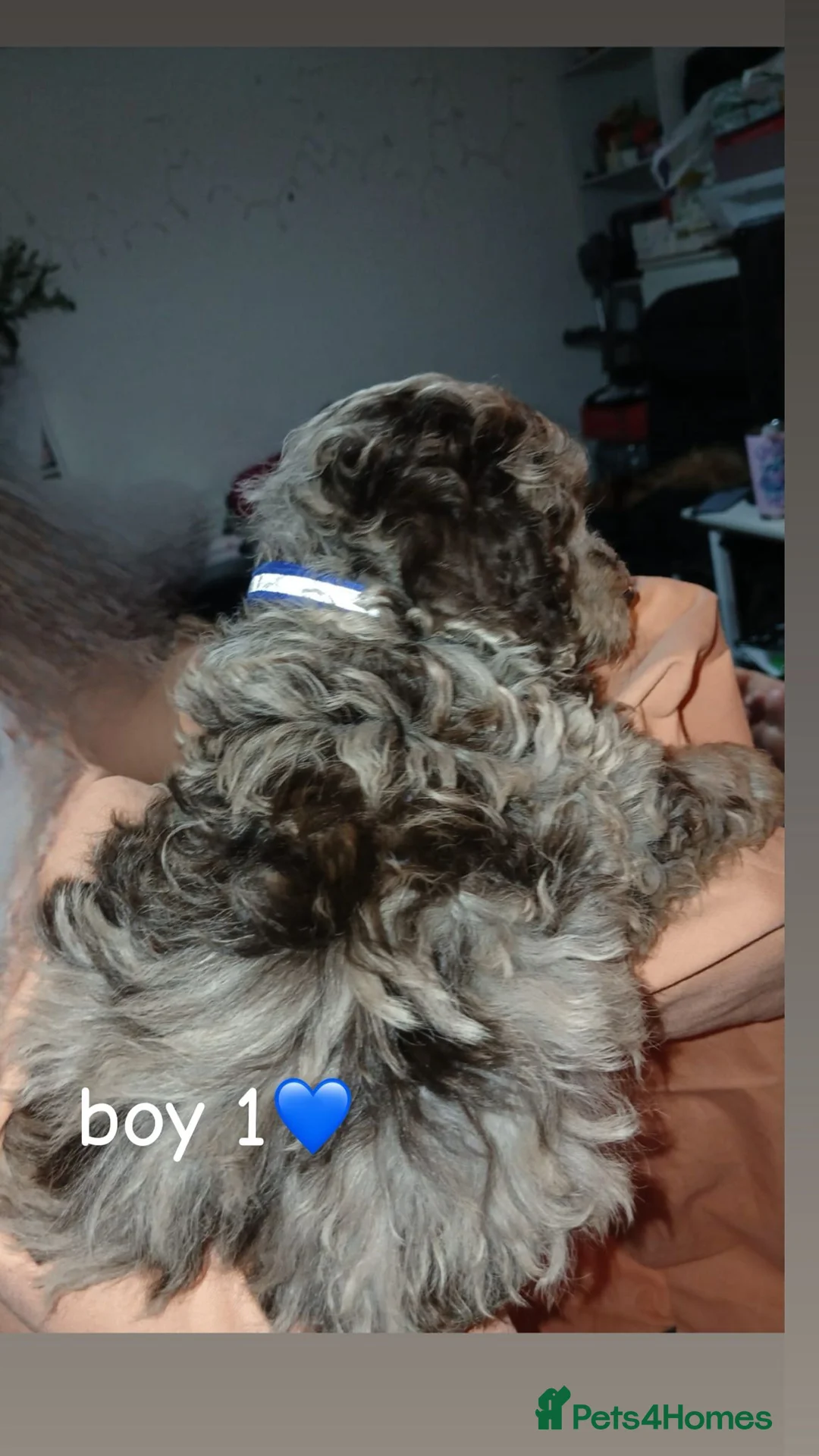 Cockapoo dogs for sale: Boy cockerpoo puppies  - Advert 12