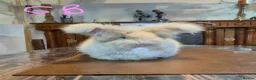Angora rabbits for sale: Gorgeous Angora Rabbits, Pure Bred Full Faced. - Advert 1