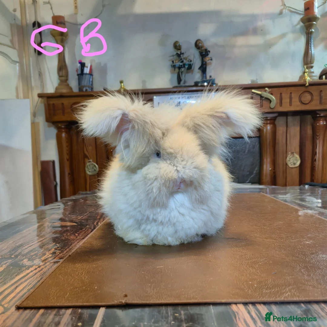 Angora rabbits for sale: Gorgeous Angora Rabbits, Pure Bred Full Faced. - Advert 1