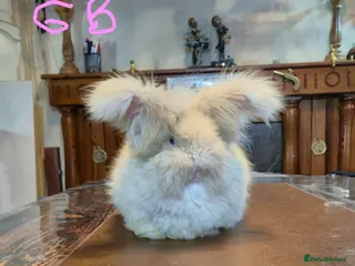 Angora rabbits Gorgeous Angora Rabbits, Pure Bred Full Faced. - Advert 3