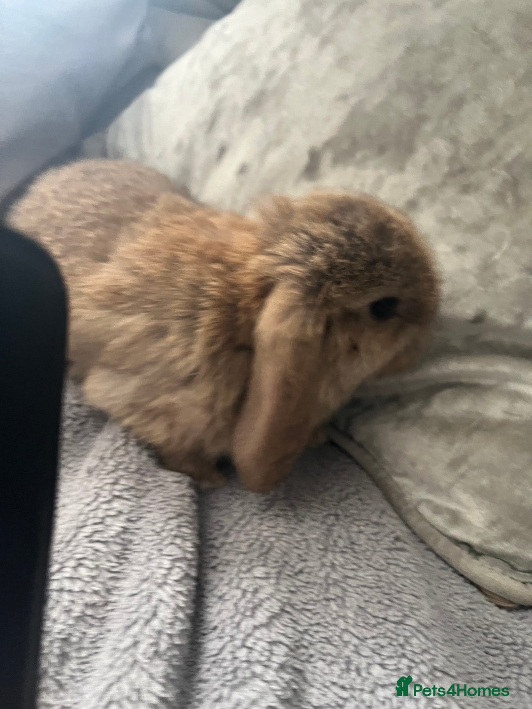 Mini Lop rabbits for sale: Mini lop rabbit - Advert 16