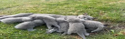 British Shorthair cats for sale: Stunning Grey British Shorthair - Advert 3
