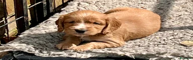 Cocker Spaniel Puppy 2