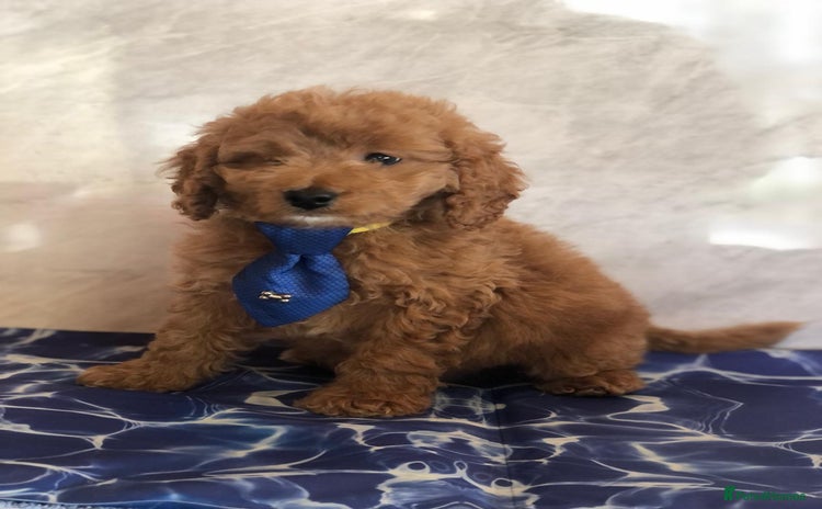 Cavapoo dogs - Advert 10