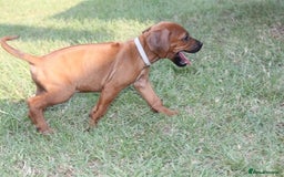 Rhodesian Ridgeback dogs for sale: Rhodesian Ridgeback Pups For Sale. - Image 3