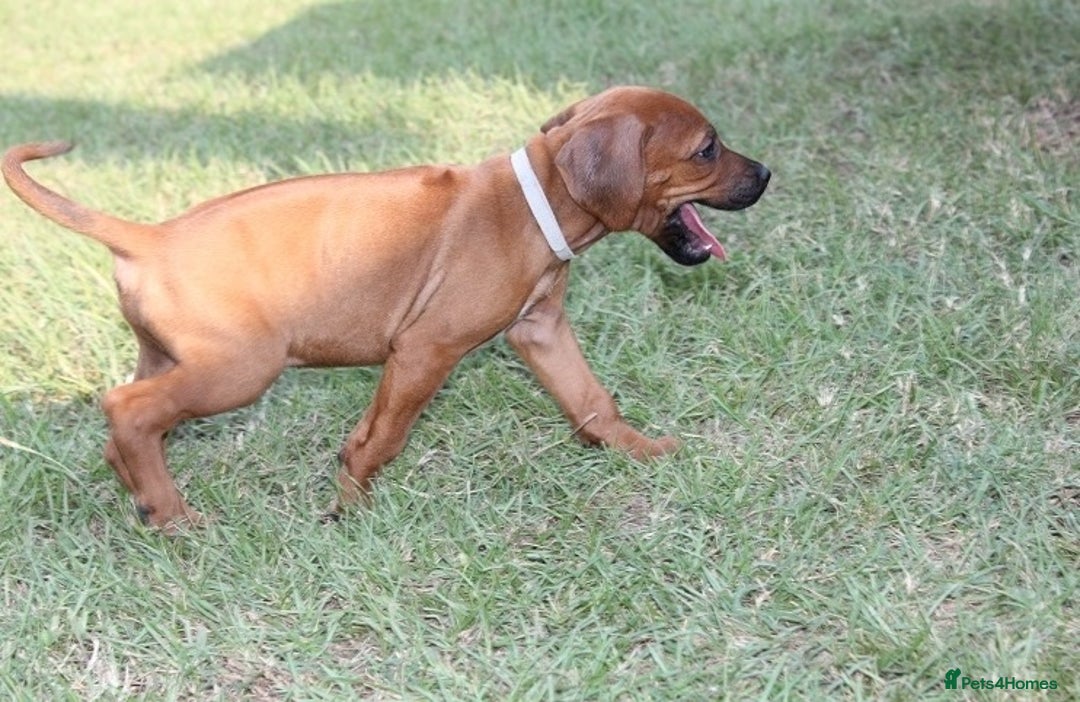 Rhodesian Ridgeback dogs for sale: Rhodesian Ridgeback Pups For Sale. - Image 3