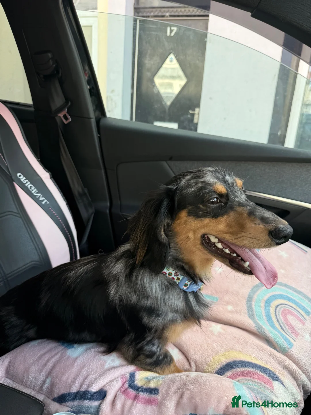 Miniature Dachshund dogs for sale: Long Haired Miniature Daschund 1yo  in Blackpool - Advert 2