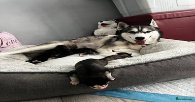 Siberian Husky dogs - Advert 2