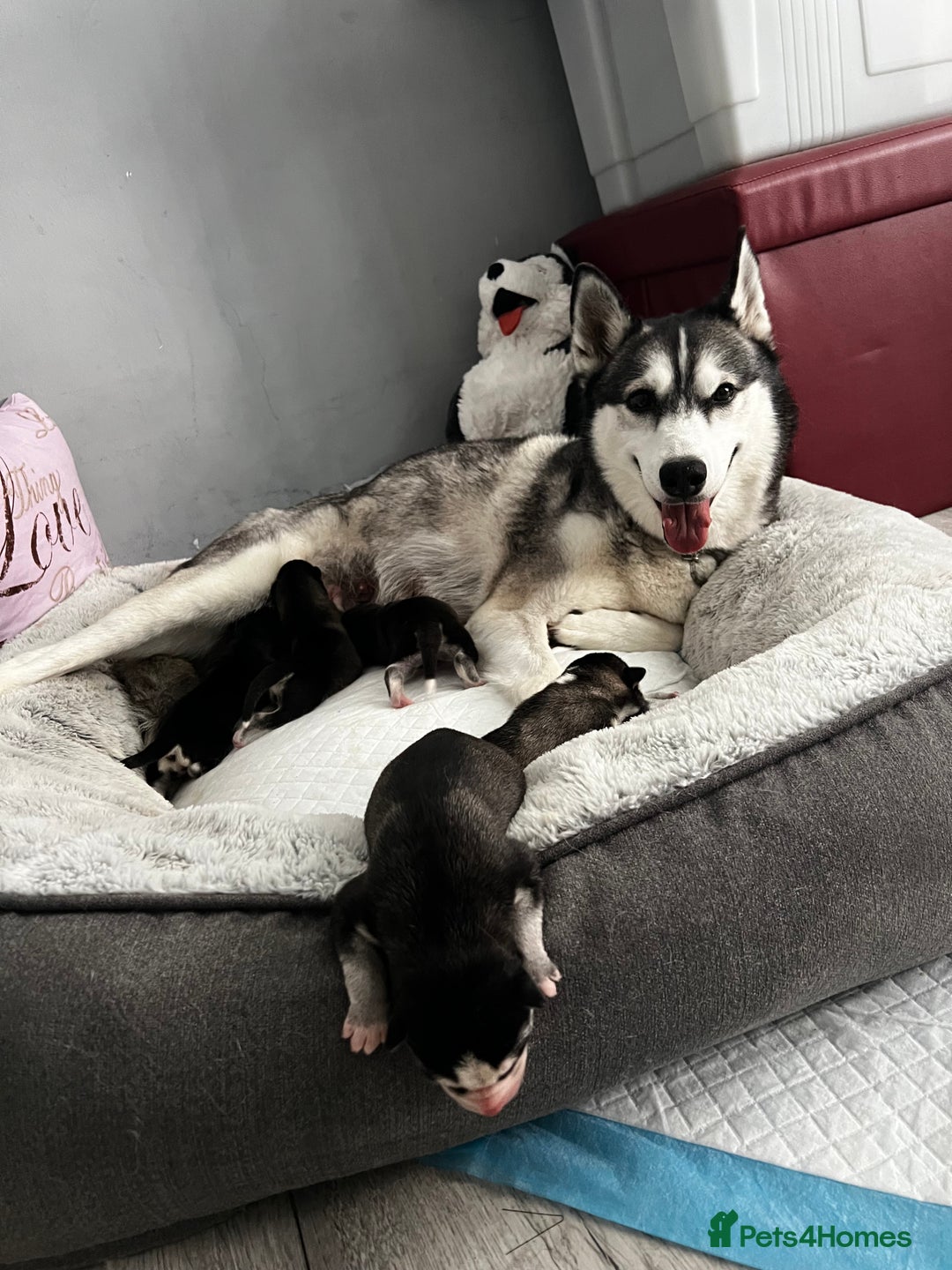 Siberian Husky dogs for sale: Strong Chunky Siberian Husky puppy’s  - Image 2