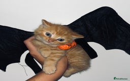 British Shorthair cats for sale: British shorthair X ragdoll  - Image 20