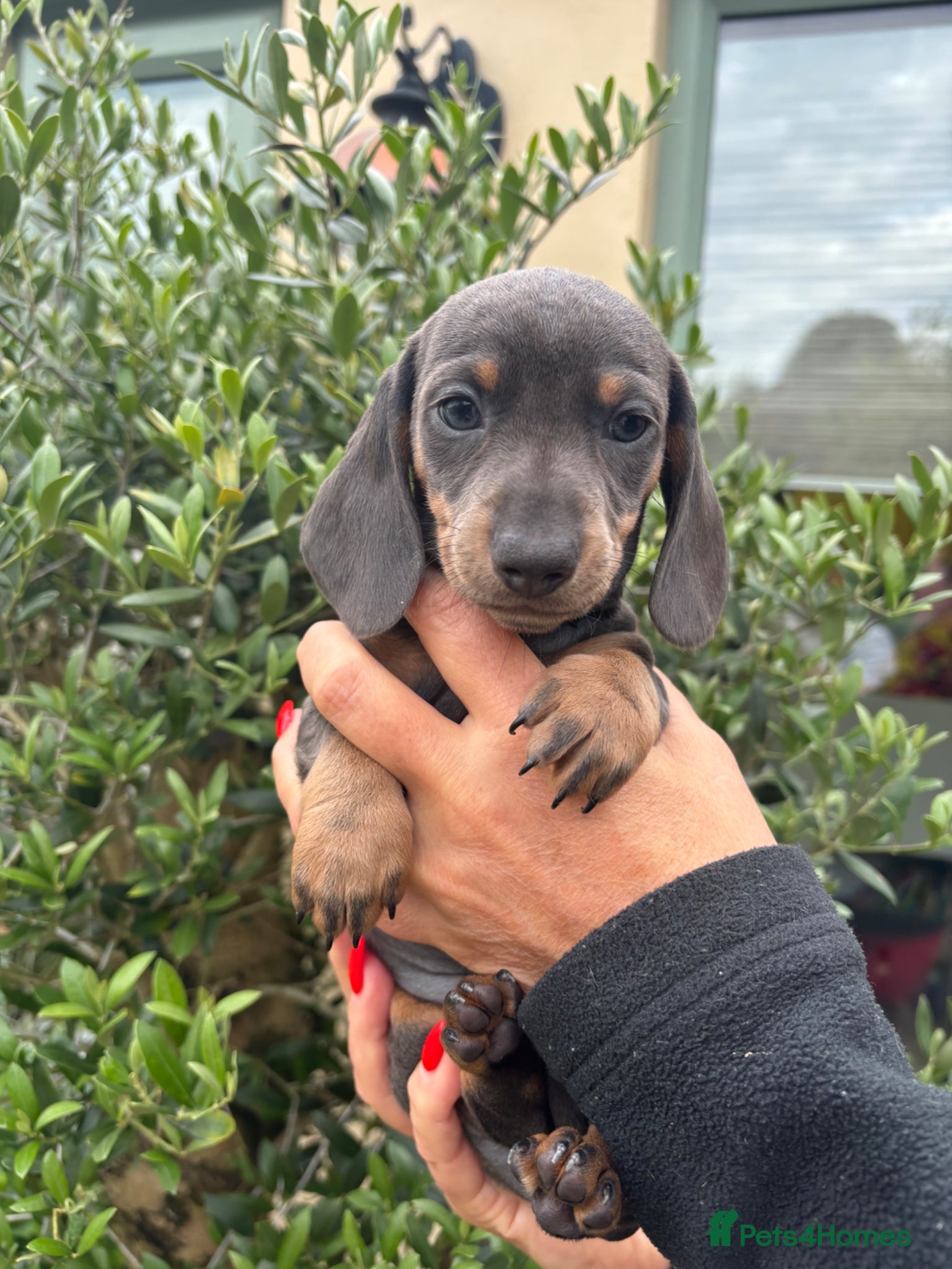 Miniature Dachshund dogs Stunning KC Miniature Dachshund Last 3 - Advert 1