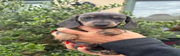 Miniature Dachshund dogs for sale: Stunning KC Miniature Dachshund Litter of 7 in Burnley - Advert 32