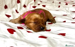 Cockapoo dogs for sale: Fabulous F1 Sable Cockapoos - Advert 7