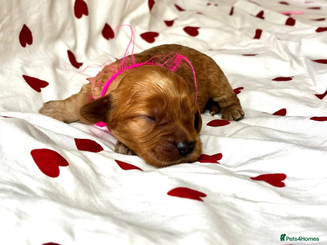 Cockapoo dogs for sale: Fabulous F1 Sable Cockapoos - Advert 7