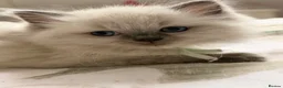 Ragdoll cats for sale: GCCF Ragdoll females excellent pedigree  - Advert 10