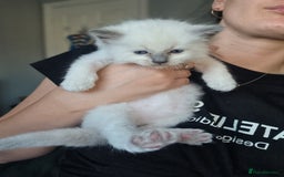 Ragdoll cats for sale: Adorable Ragdoll Kittens - READY NEXT WEEK - Image 7