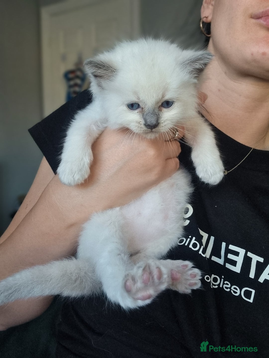 Ragdoll cats for sale: Adorable Ragdoll Kittens - READY NEXT WEEK - Image 7