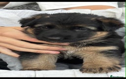 German Shepherd dogs for sale: German shepherd puppies  - Image 2