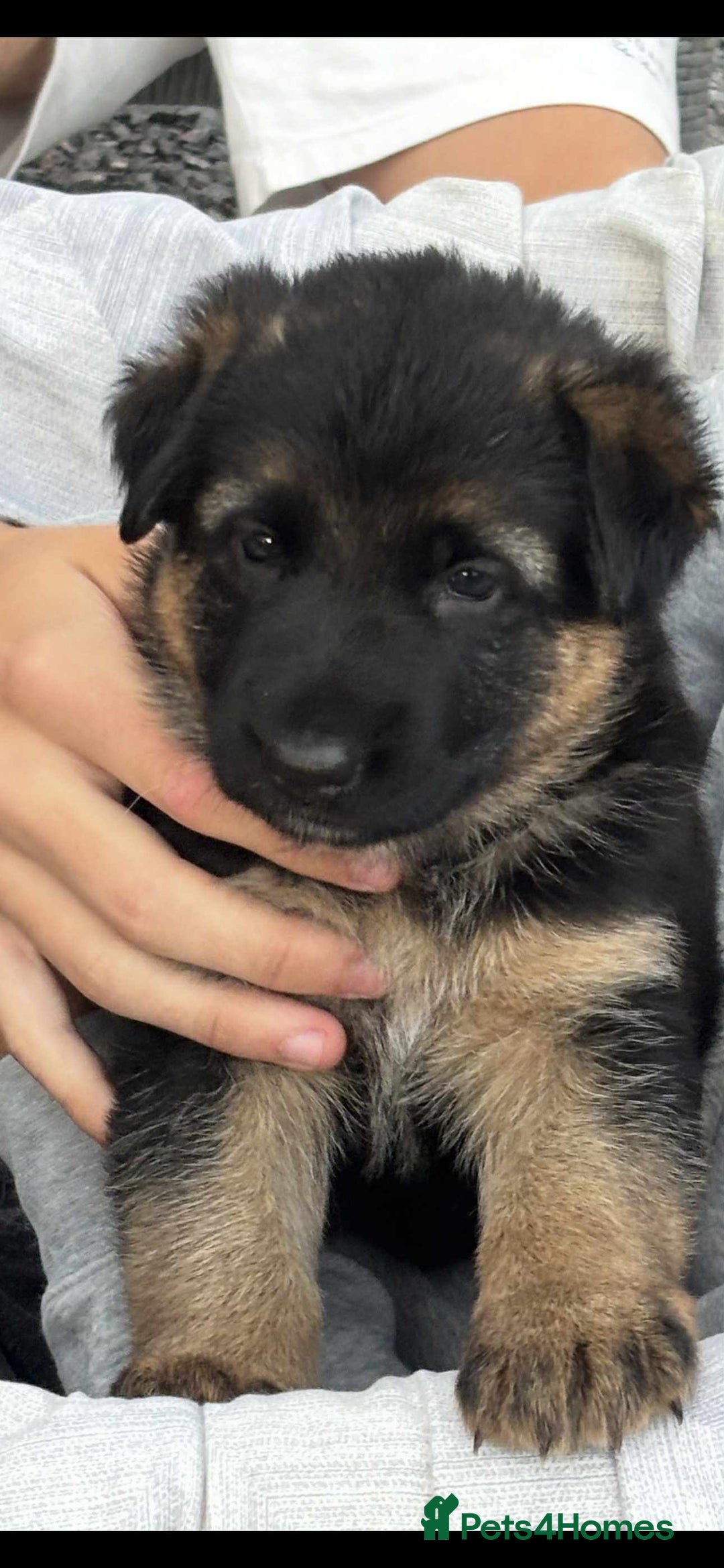 German Shepherd dogs for sale: German shepherd puppies  - Image 2