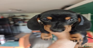 Dachshund dogs - Advert 4