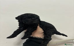 Cockapoo dogs for sale: F2 cockapoo puppies - Image 9