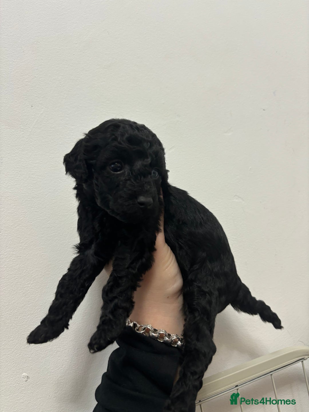 Cockapoo dogs for sale: F2 cockapoo puppies - Image 9