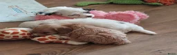 Cockapoo dogs for sale: Reduced - 2 Beautiful Cockapoos.  - Advert 14
