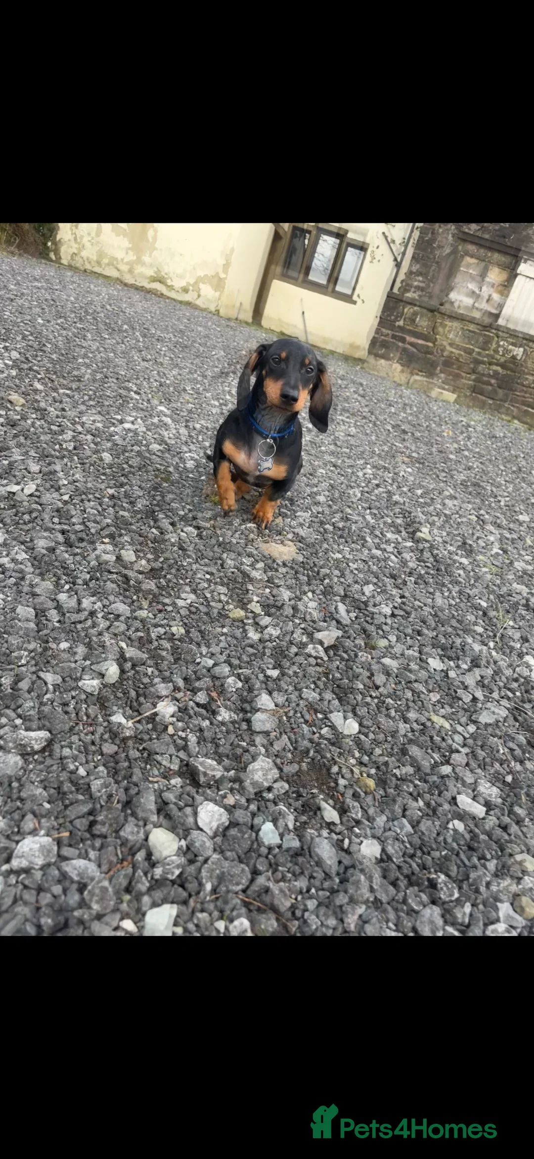 Miniature Dachshund dogs for sale: Mini dashound  - Advert 12