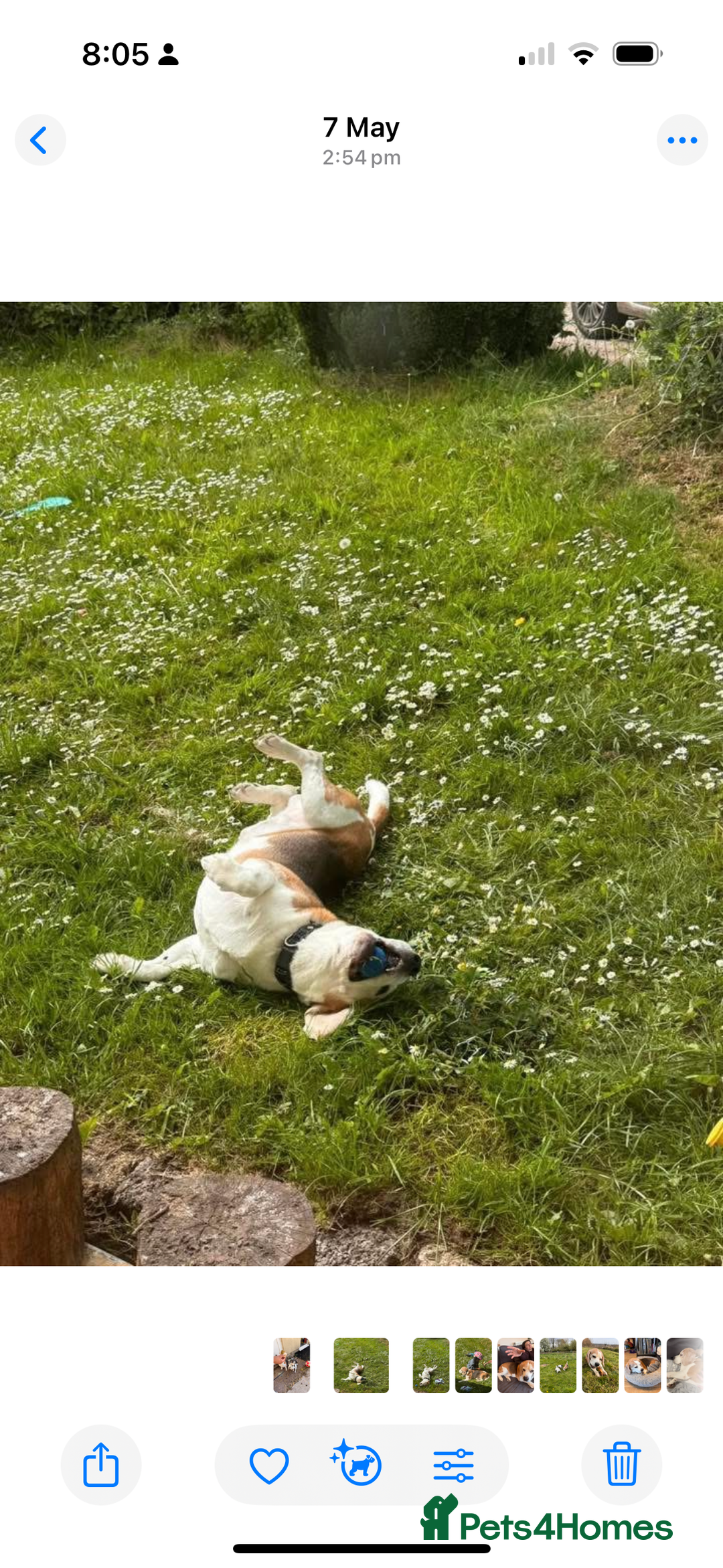 Beagle dogs for sale: 10 year old beagle up for adoption.  - Image 14