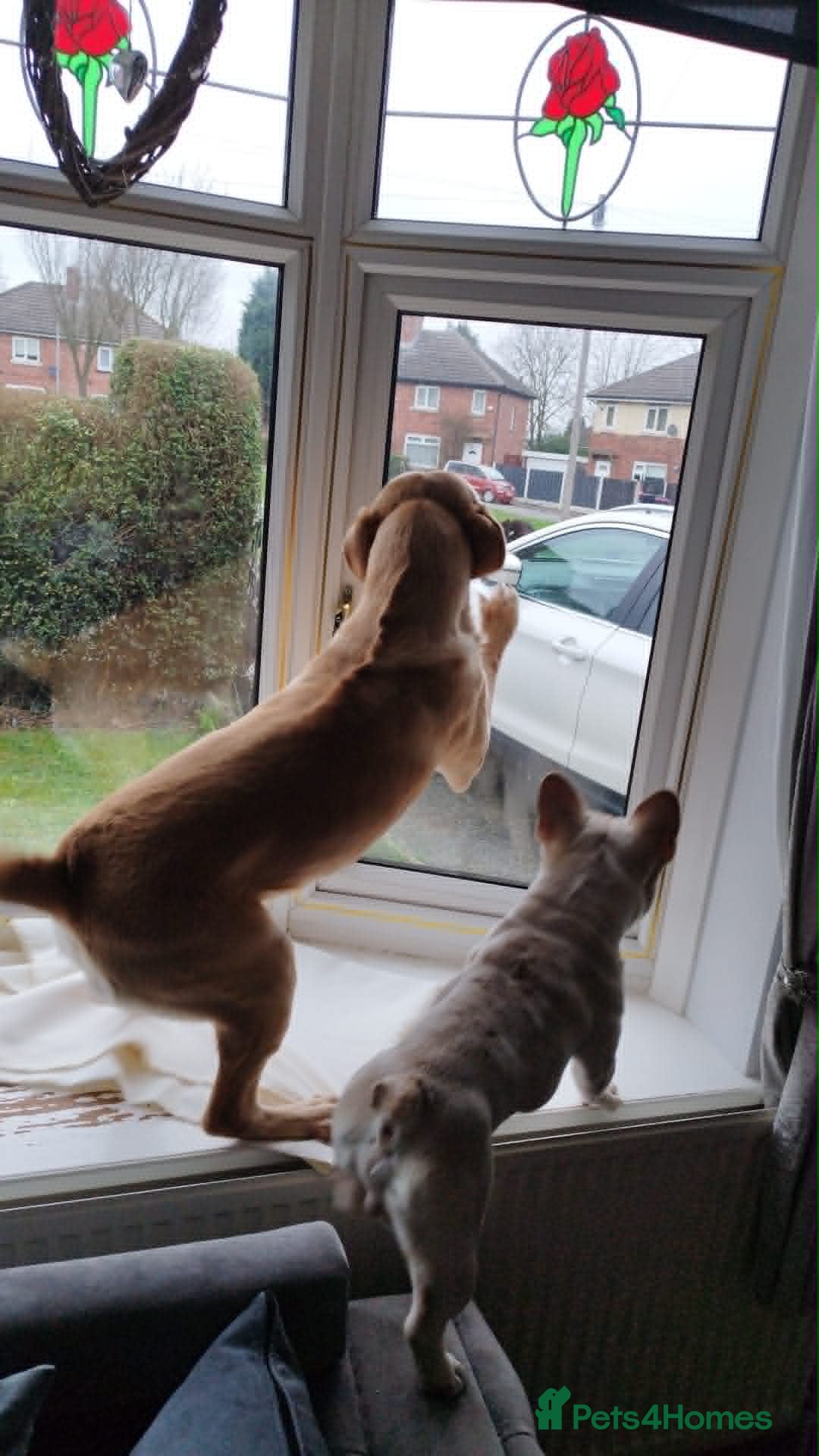 Labrador Retriever dogs for sale: Loving Forever Home Needed for Two Best Friends 🐾 - Advert 3