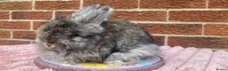 Angora rabbits for sale: Baby angoras - Advert 2